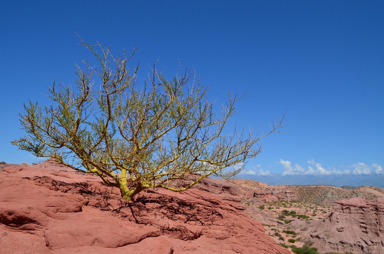 Appeal sensation – **Déferlante Lo-Fi Sensorielle & Électrisante comme une Étincelle d’Émotions Pure