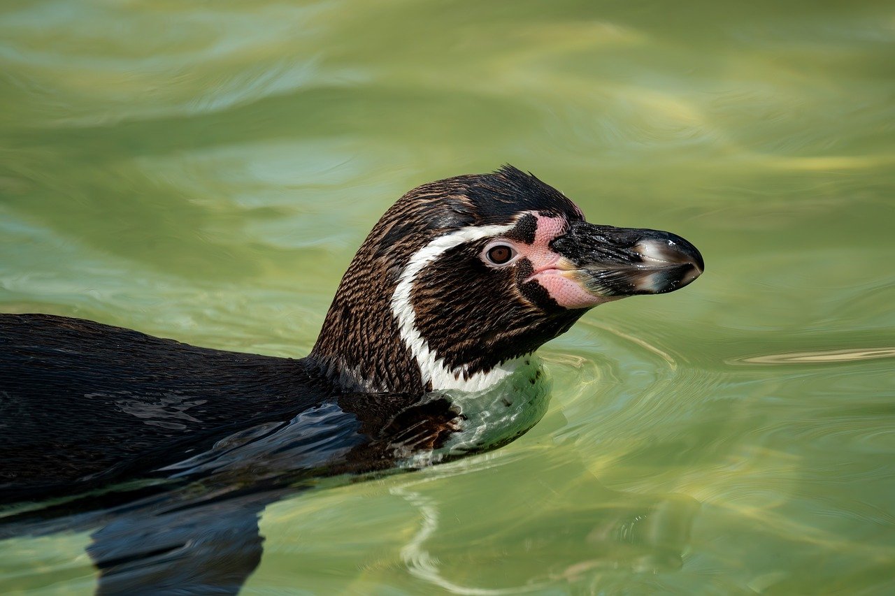 Night dream – **Échappée Lo-Fi Nocturne et Hypnotique comme une Danse de Rêves Lunaires**