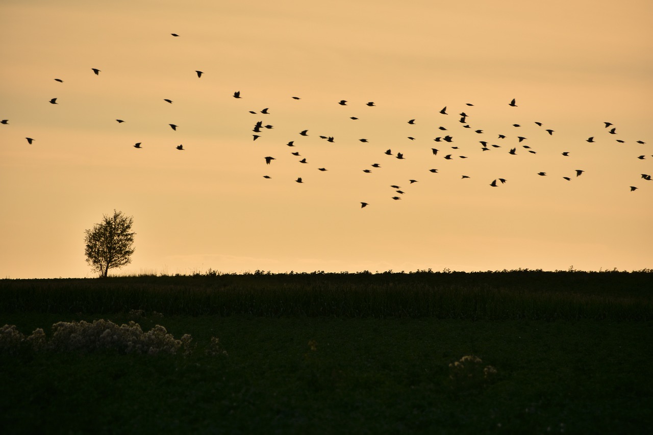 Sensations d'automne – **Étreinte Lo-Fi Automnale et Mélancolique comme une Danse de Feuilles R