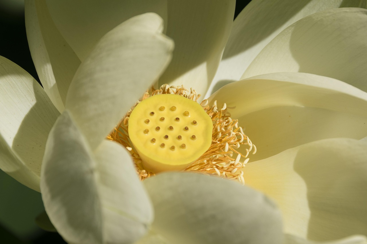 Sweet – **Élixir Lo-Fi Sucré et Enchanté comme un Rayon de Miel Fondant sur l’Âme**