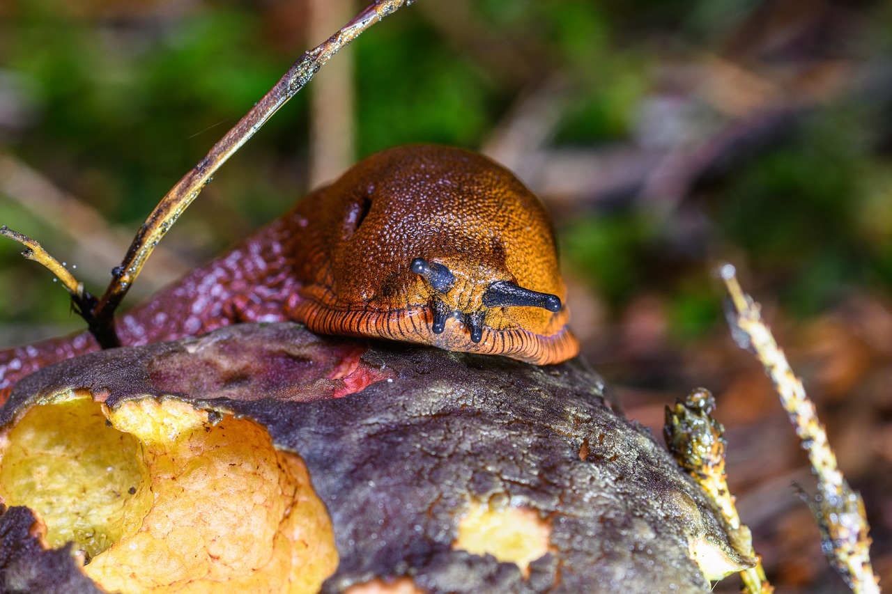 Zen dream – **Mantra Lo-Fi Méditatif & Régénérateur comme une Brise d’Éveil Intemporel**